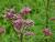 purpurner Wasserdost Eupatorium purpureum