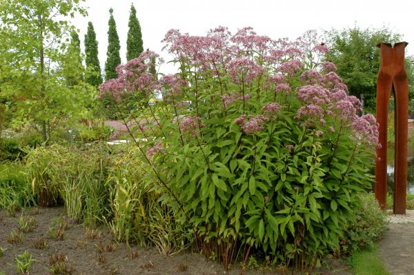 purpurner Wasserdost Eupatorium purpureum