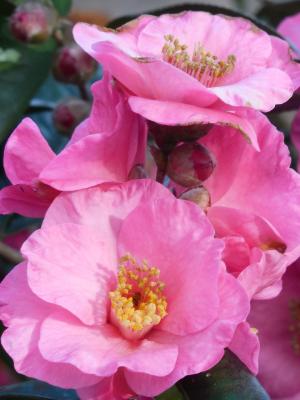 Kamelie - Camellia 'Spring Festival'