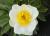 Pfingstrose Paeonia  - lactiflora 'Jan van Leeuwen'
