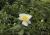 Pfingstrose Paeonia  - lactiflora 'Jan van Leeuwen'