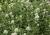 Spornblume Centranthus - ruber 'Albus'
