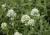 Spornblume Centranthus - ruber 'Albus'