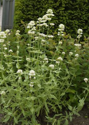 Spornblume Centranthus - ruber 'Albus'