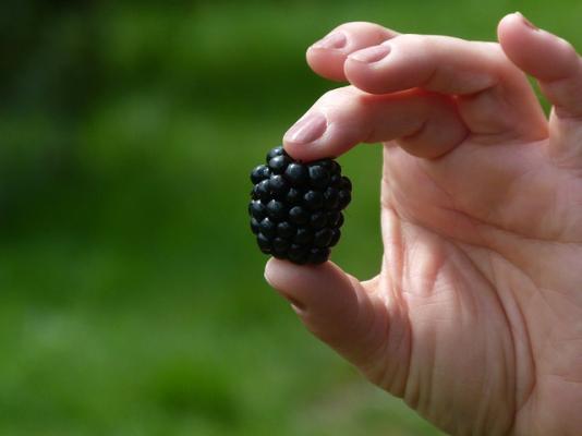 Brombeere 'Loch Ness' - Rubus fruticosus