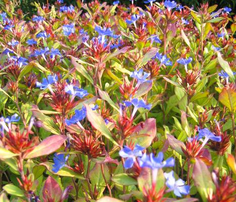 Bleiwurz Ceratostigma - plumbaginoides