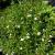 Gnadenkraut Gratiola - officinalis