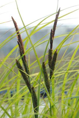 schmale Sumpfsegge Carex gracilis
