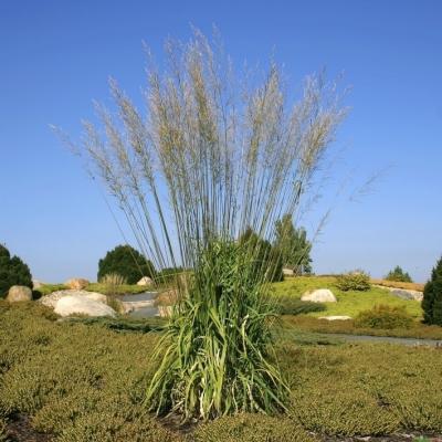 Molinia ( Pfeifengras ) - arundinacea 'Bergfreund'