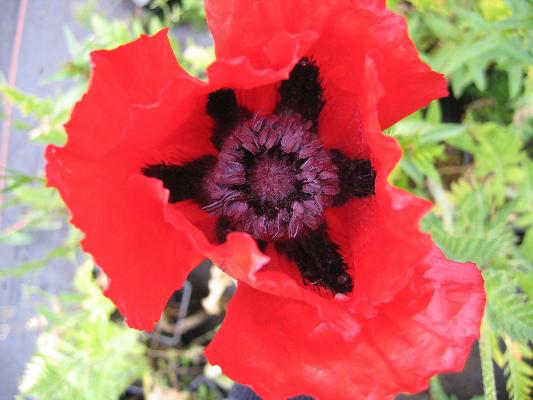 Mohn Papaver  - orientale 'Beauty of Livermere'