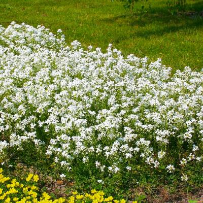 Karpaten-Schaumkresse Arabis procurrens Glacier