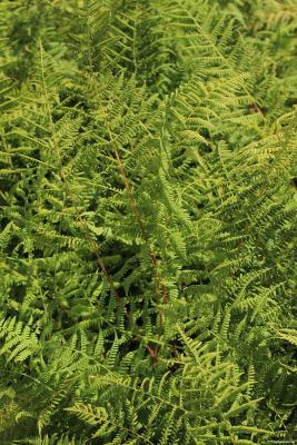 Rotstieliger Frauen-Farn - Athyrium filix-femina 'Rotstiel'