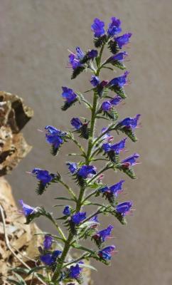 Ochsenzunge Anchusa - azurea