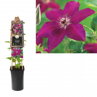 Clematis 'Westerplatte'