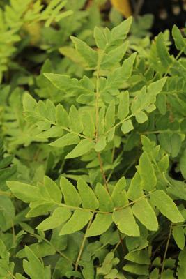 Königs-Farn - Osmunda regalis