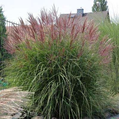 Miscanthus ( Chinaschilf ) - sinensis 'Ferner Osten'