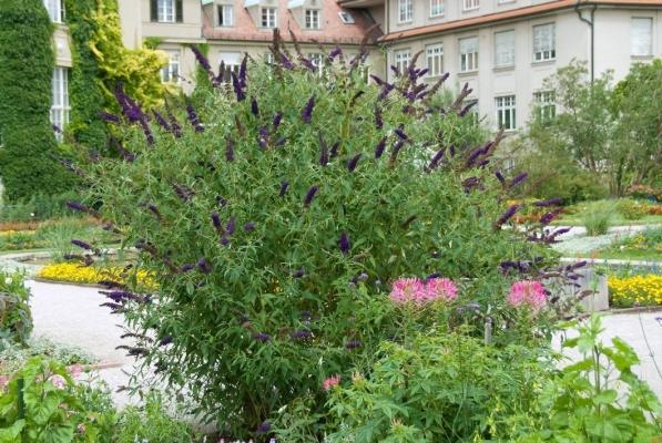 Sommerflieder- Black Knight - Buddleja dav. 'Black Knight'