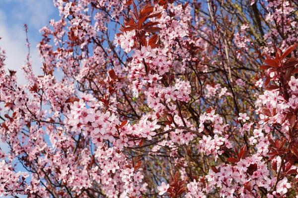 Blutpflaume 'Nigra' Prunus cerasifera