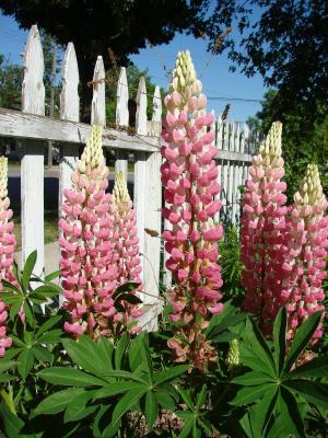 Gartenlupine Lupinus  - polyphyllus 'Gallery red'