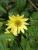 Sonnenblume Helianthus  - microcephalus 'Lemon Queen'