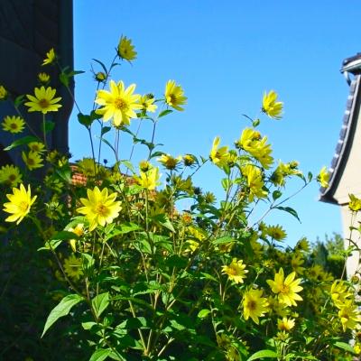 Sonnenblume Helianthus  - microcephalus 'Lemon Queen'