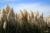 Cortaderia ( Pampasgras ) - selloana Pumila