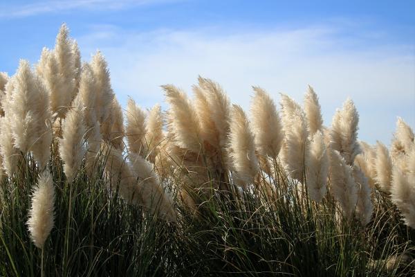 Cortaderia ( Pampasgras ) - selloana 'Pumila'