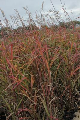 Miscanthus ( Chinaschilf ) - sinensis 'Ghana'