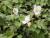 Japan-Herbst-Anemone - hupehensis 'Hadspen Abundance'