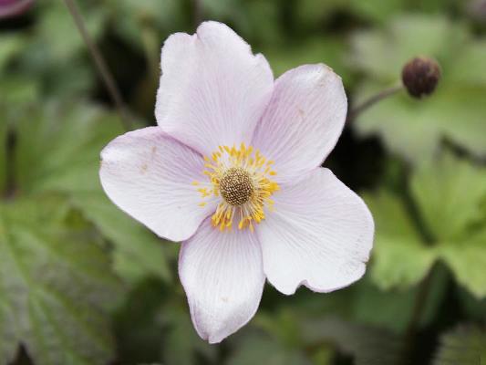 Japan-Herbst-Anemone - hupehensis 'Hadspen Abundance'