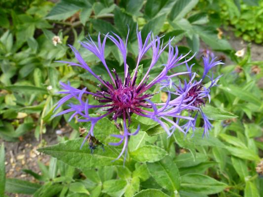 Flockenblume Centaurea - dealbata