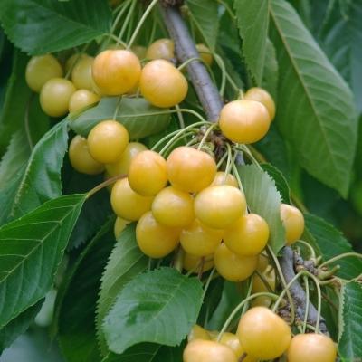 Süßkirsche Dönissens Gelbe Prunus avium