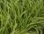 Carex  ( Segge ) - pendula
