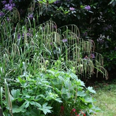 Carex  ( Segge ) - pendula