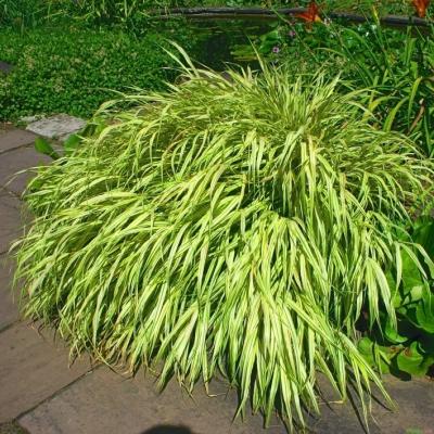 Hakonechloa ( Japangras ) - macra 'Aureola'