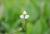 breitblättriges Pfeilkraut Sagittaria latifolia