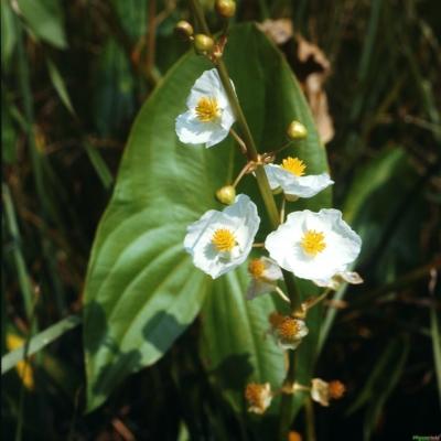 breitblättriges Pfeilkraut Sagittaria latifolia