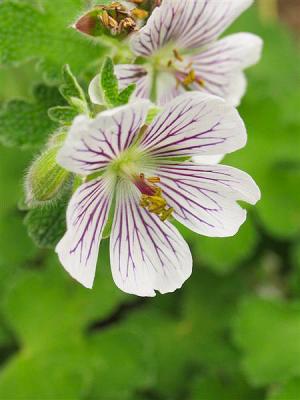 Storchenschnabe Geranium - renardii