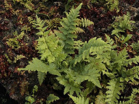 Heimischer Wurm-Farn - Dryopteris filix-mas