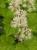 Schaumblüte Tiarella  - cordifolia weiß