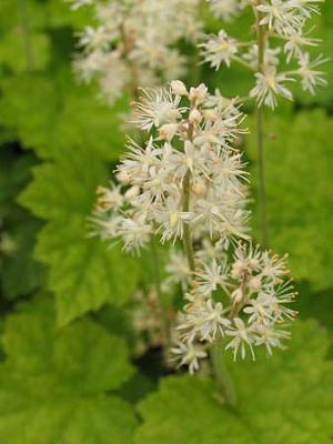 Schaumblüte Tiarella  - cordifolia weiß