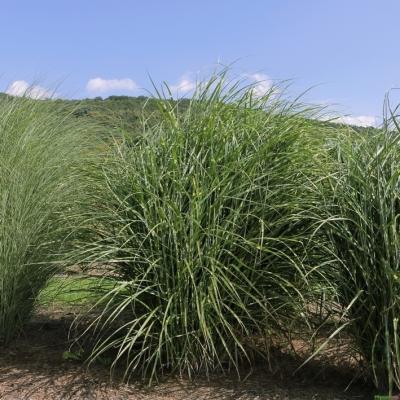 Miscanthus ( Chinaschilf ) - sinensis 'Pünktchen'