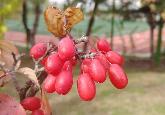 Chinesisches Spaltkörbchen - Schisandra chinensis