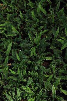 Rippen-Farn - Blechnum spicant