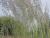 Calamagrostis ( Reitgras ) - x acutiflora Karl Foerster
