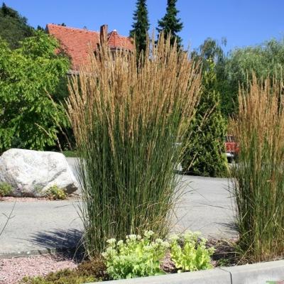 Calamagrostis ( Reitgras ) - x acutiflora Karl Foerster