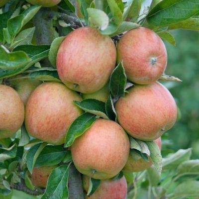 Herbstapfel 'Braeburn' Malus 'Braeburn'