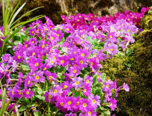 Primel Primula - denticulata 'Lila'