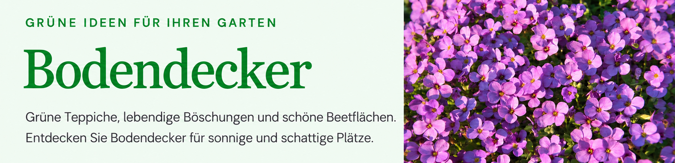 Bodendecker