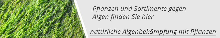 Pflanzen gegen Algen